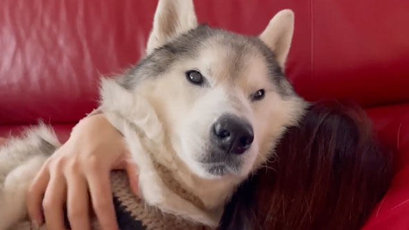 姉の上でくつろぐデカワンコ