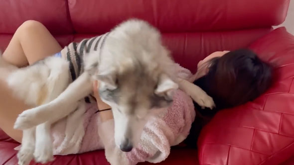 姉の上でくつろぐデカワンコ