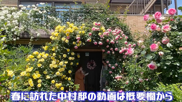 バラの庭があるお宅に再訪問