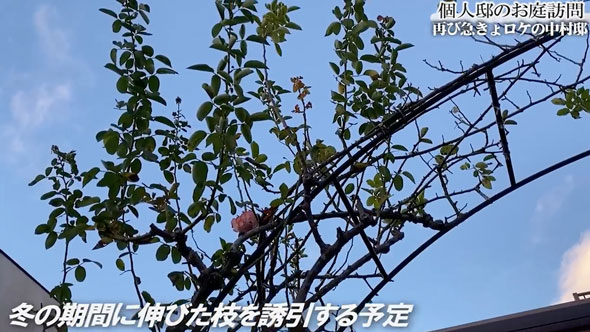 バラの庭があるお宅に再訪問