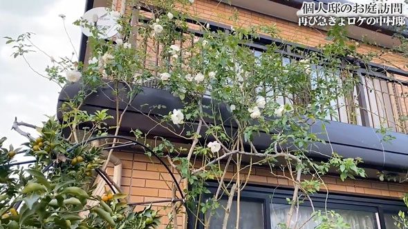 バラの庭があるお宅に再訪問