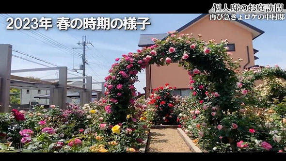 バラの庭があるお宅に再訪問