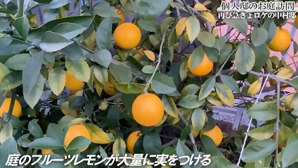 バラの庭があるお宅に再訪問