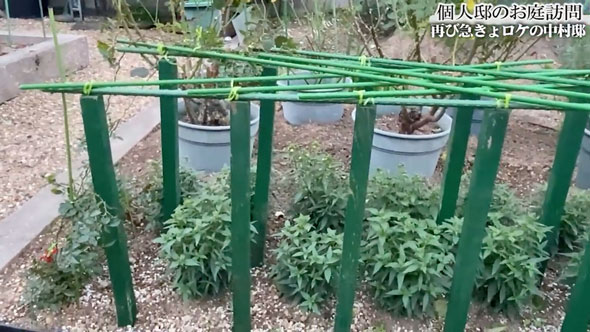 バラの庭があるお宅に再訪問
