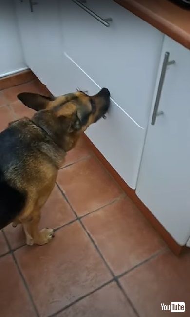 おやつが欲しいワンコ