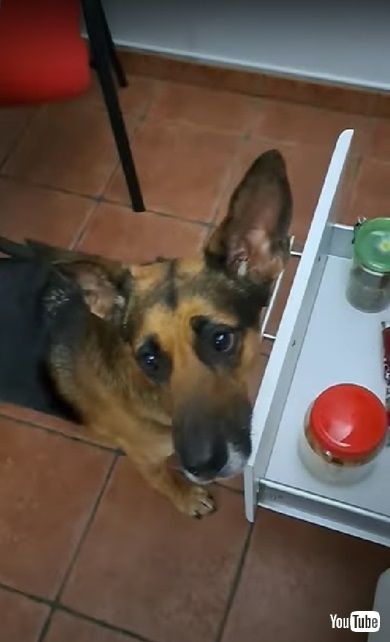 おやつが欲しいワンコ