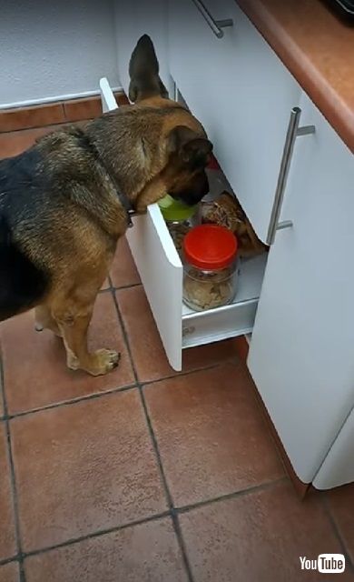 おやつが欲しいワンコ