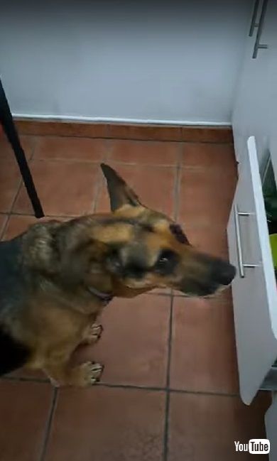 おやつが欲しいワンコ