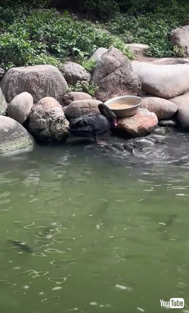 魚にごはんをあげる鳥