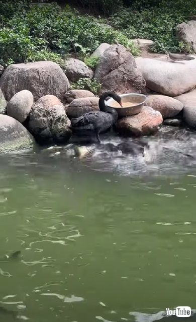 魚にごはんをあげる鳥