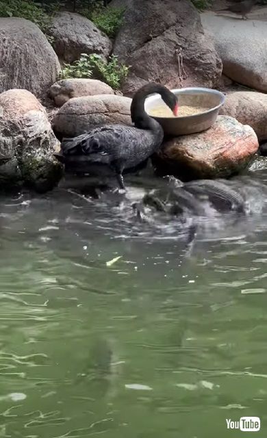 魚にごはんをあげる鳥