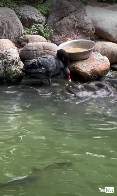 魚にごはんをあげる鳥