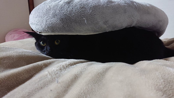 クッションの下に行く猫