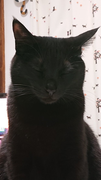 目を閉じてる猫