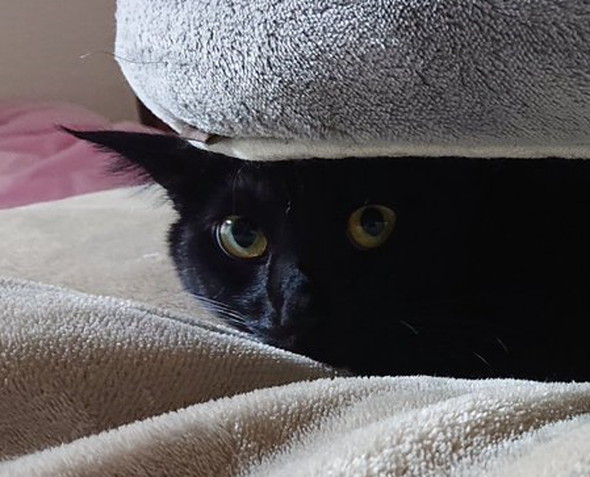 クッションの下に行く猫