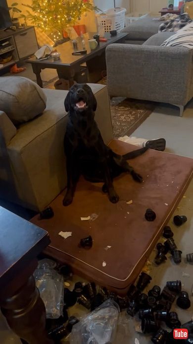 ネットカップを部屋にまくイタズラをして誇らしげな様子の犬