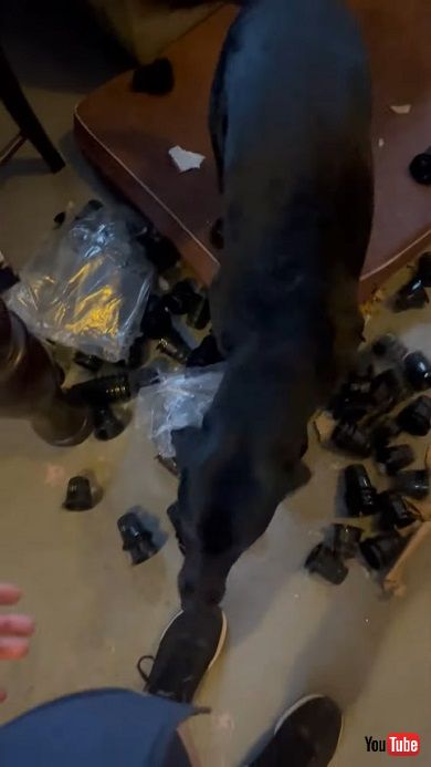 ネットカップを部屋にまくイタズラをして誇らしげな様子の犬