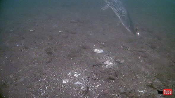 カメラに食いつく魚