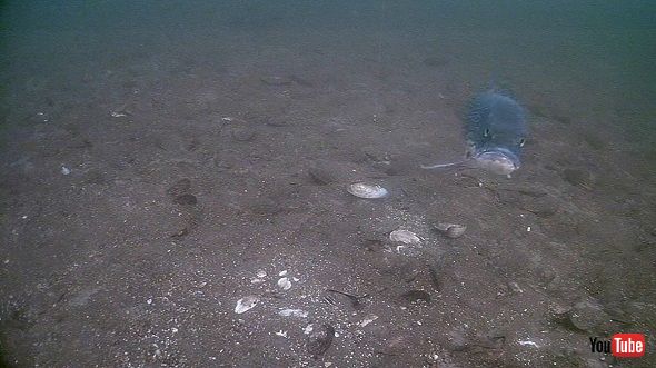 カメラに食いつく魚