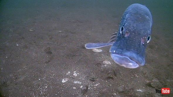 カメラに食いつく魚