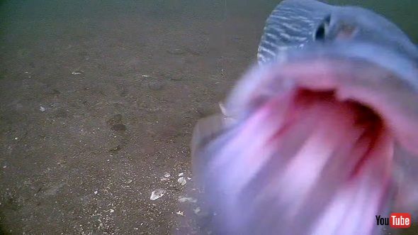 カメラに食いつく魚