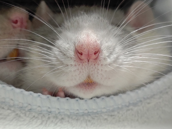 ねずみさん口元アップ