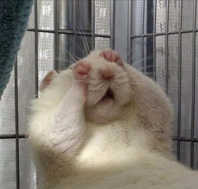 目と鼻の間くらいをクシクシするファンシーラット