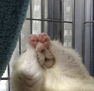 鼻の周りをクシクシするファンシーラット