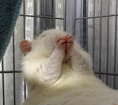 鼻先をクシクシするファンシーラット