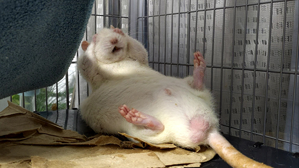 目のあたりをクシクシするファンシーラット全身