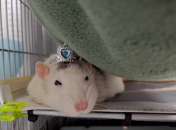 ティアラをつけたファンシーラット