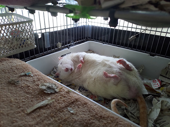 前あしをそろえてへそ天で眠るファンシーラット