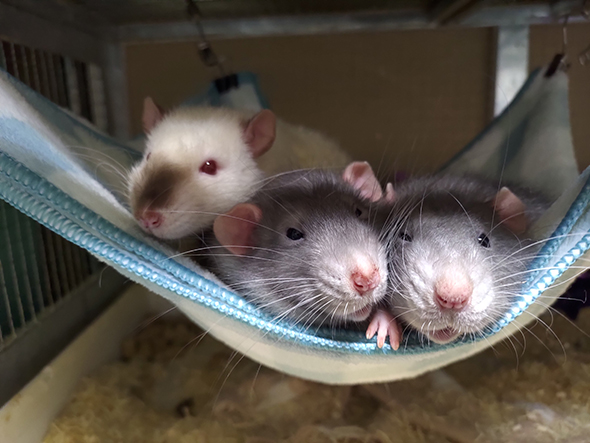 3匹ならんでハンモックにいるねずみたち