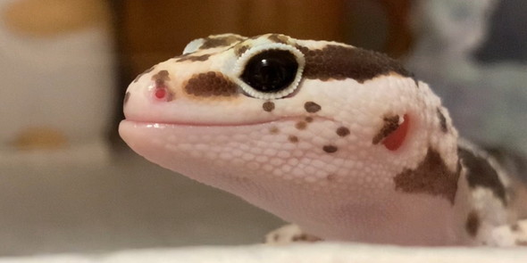 ニシアフのアフターの姿