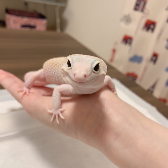 手に乗るレオパ