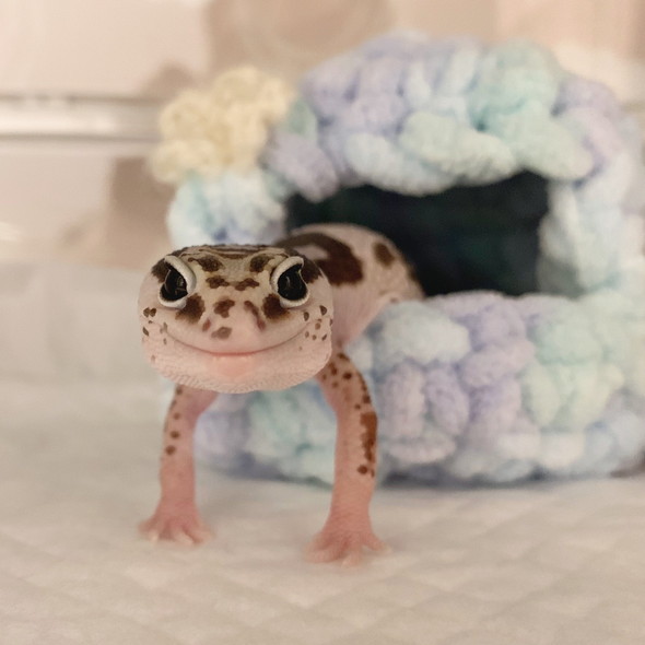 やのちぐらから出てくるニシアフ