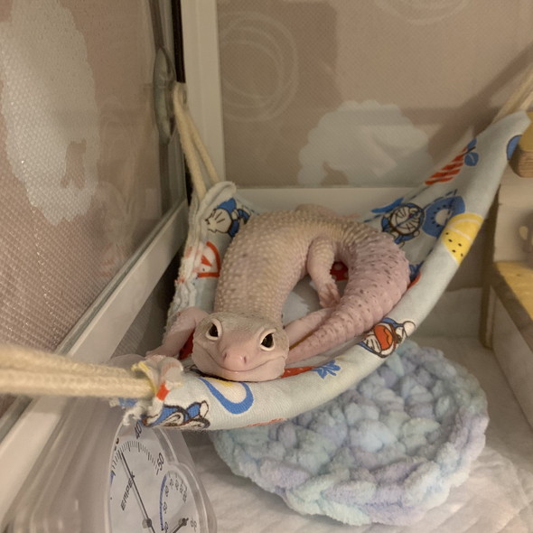 ハンモックの上で寝るレオパ