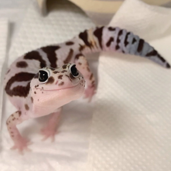 見上げるニシアフ