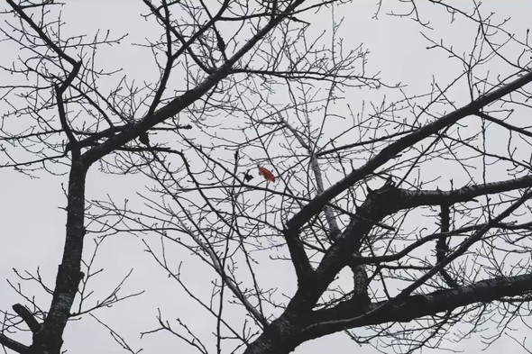 8歳の女の子が撮った写真