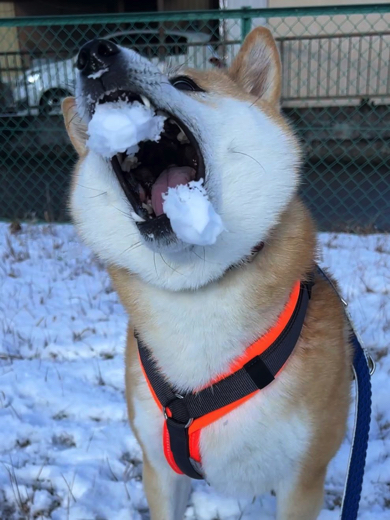 雪玉を大きなお口でキャッチするワンコ