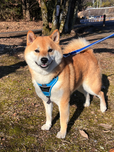 散歩を楽しむワンコ