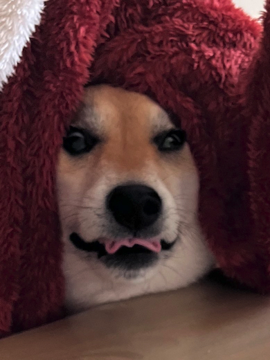 パンが食べたいワンコ