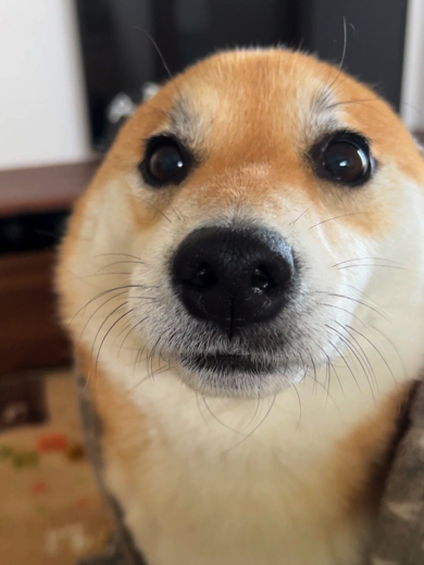 アザラシみたいなワンコ