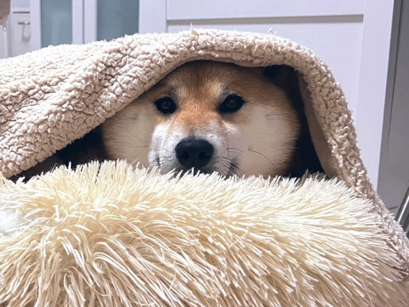 毛布をかぶるワンコ