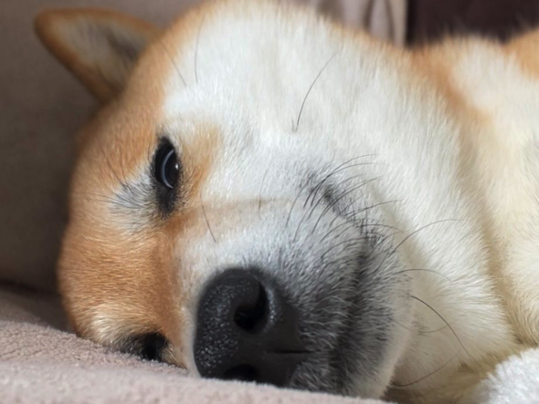 寝そうだけどこっちを見てくるワンコ