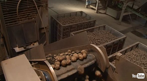 工場 ポテチ 湖池屋