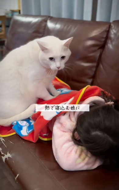 娘の看病をする猫