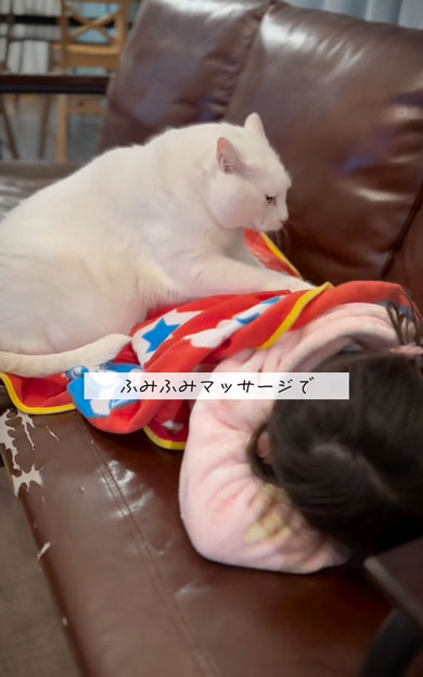 娘の看病をする猫