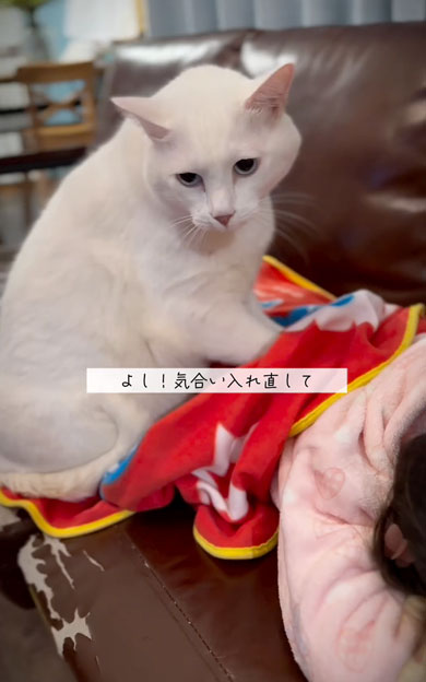 娘の看病をする猫