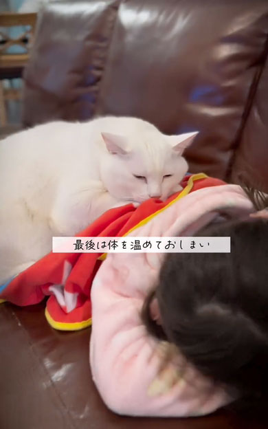 娘の看病をする猫